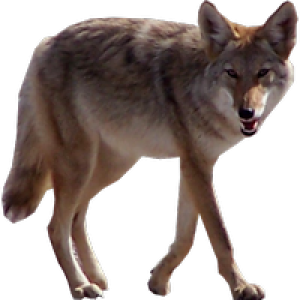 Jackal, coyote PNG