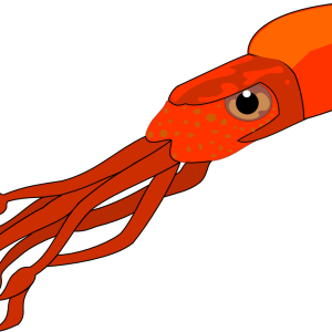 Squid PNG
