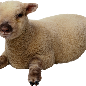 sheep PNG image