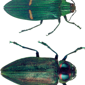 bug PNG image