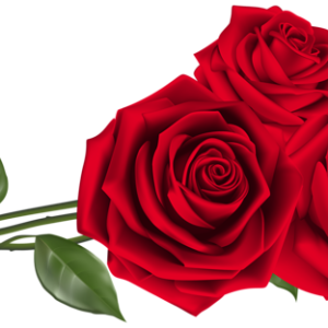 Rose PNG