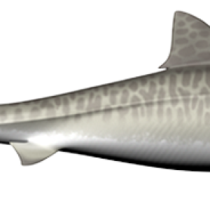 Shark PNG