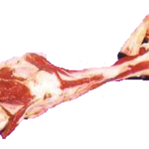 Bone PNG