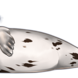 Harbor seal PNG