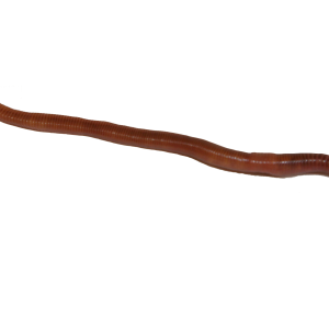 earthworm worm PNG