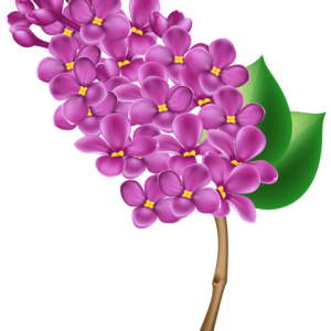 Lilac PNG