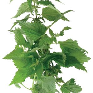 Nettle PNG
