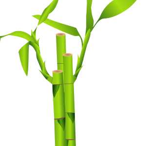 Bamboo PNG