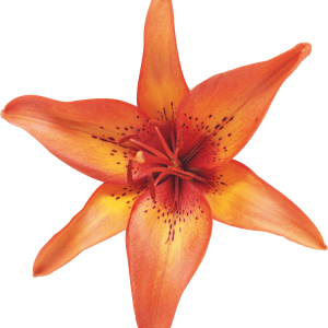 Lilium PNG