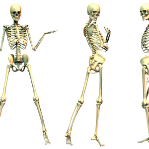 Skeleton PNG