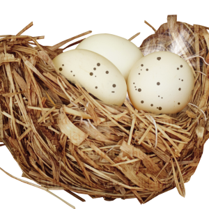 Nest PNG