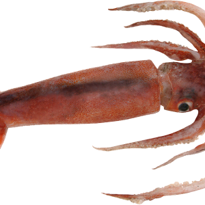 Squid PNG