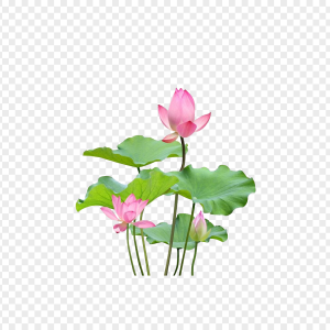Lotus flower PNG
