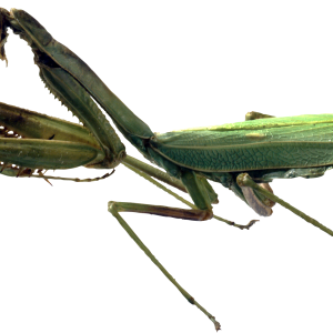 Mantis PNG