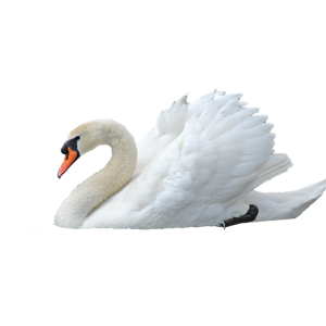 Swan PNG