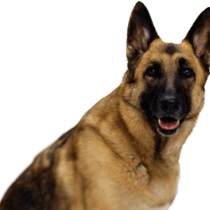 German Shepherd PNG