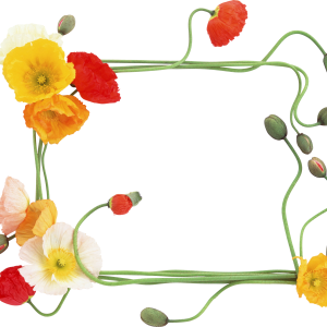 Floral frame PNG