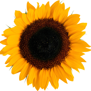 Sunflower PNG