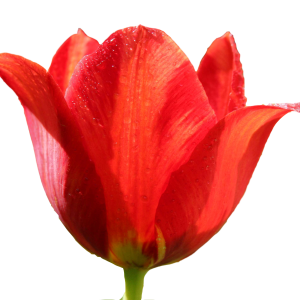 Tulip PNG image
