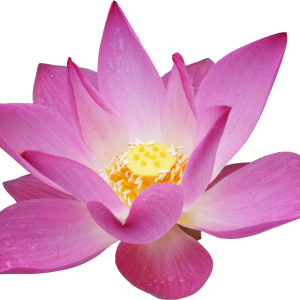 Lotus flower PNG