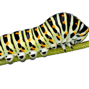 Caterpillar PNG