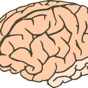 Brain PNG
