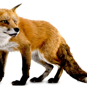 fox png image, free download picture