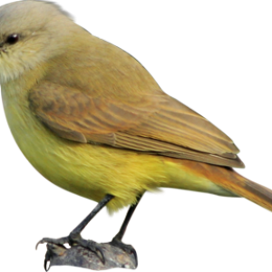 Bird PNG
