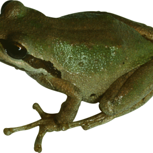 Frog PNG