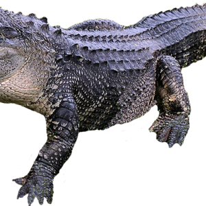 Crocodile PNG