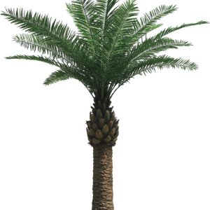 Palm tree PNG
