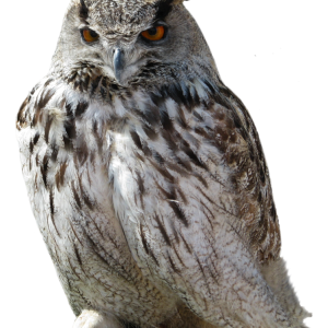 Owl PNG