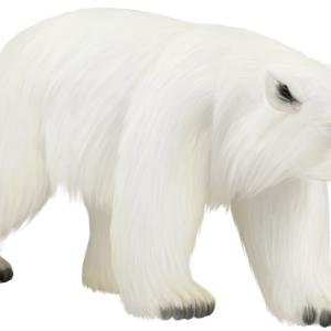 Polar white bear PNG