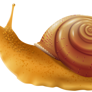 Snail PNG