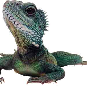 Lizard PNG