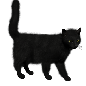 Cat PNG image