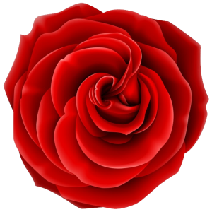 Rose PNG