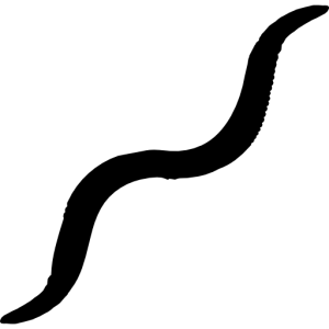 earthworm worm PNG