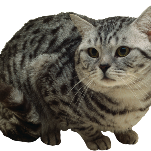 Cat PNG