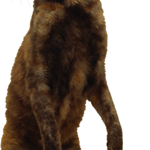 Cat wondering PNG