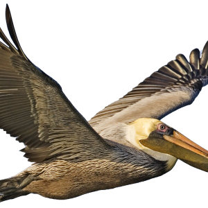 Pelican PNG