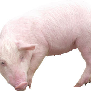 pig PNG image