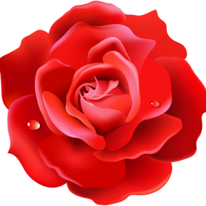 Rose PNG
