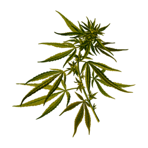Cannabis PNG