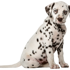 Dalmatian puppy PNG