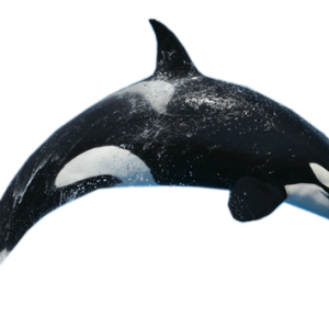 Killer whale PNG