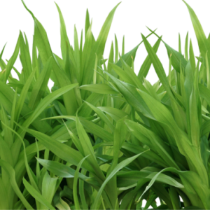 grass png image, green grass PNG picture