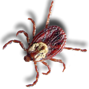 Tick insect PNG
