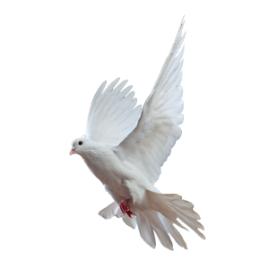 Pigeon PNG
