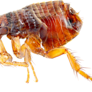 Flea PNG
